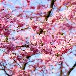 Japan Cherry Blossom